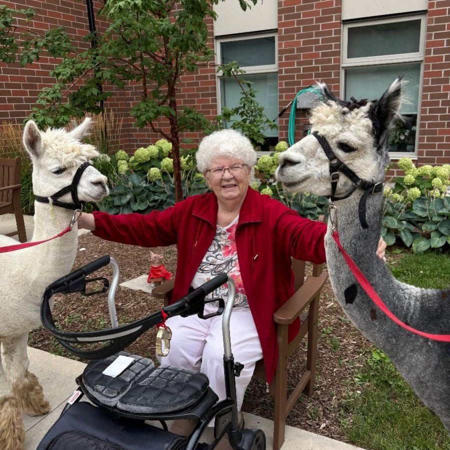 A resident sits between two alpacas with an arm around each